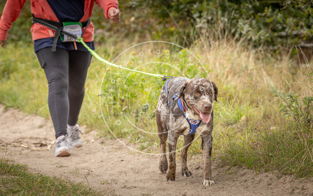Pfotenfotografie_DV3A8044 | Hundefotografie, Tierfotograf, Pfotenfotografie, Fotoshooting Hund, Hunde Portrait, Hundesport, Hundeportraits, Heideshooting, Hunde, Sportfotograf, Hundefotograf, Turnierhundsport, THS,  - Realisiert mit Pictrs.com