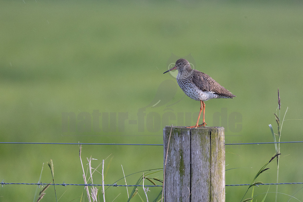 R6NF4796-20230514 | Der Rotschenkel ist eine Vogelart aus der Familie der Schnepfenvögel. Er ist ein Brutvogel über weite Bereiche Eurasiens. Zu seinem Lebensraum gehören die mediterrane bis boreale Zone, und er kommt in Asien auch in Steppen- und Wüstengebieten vor. - Realisiert mit Pictrs.com