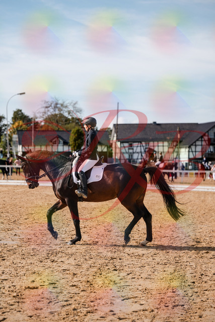 2026_10_03_Siefer-Hof_133502_Z63_94033627 | Professionelle Reitsport-, Turnier- und Eventfotografie von Robert Broda. Galerien mit ausgewählten und bearbeiteten Bildern direkt online ansehen und bestellen.