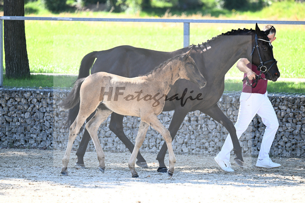 Kat-Nr. 12 Cadeau Noir x Royal Classic_HF_Lechner_26250136 | hf-fotografie - Realisiert mit Pictrs.com