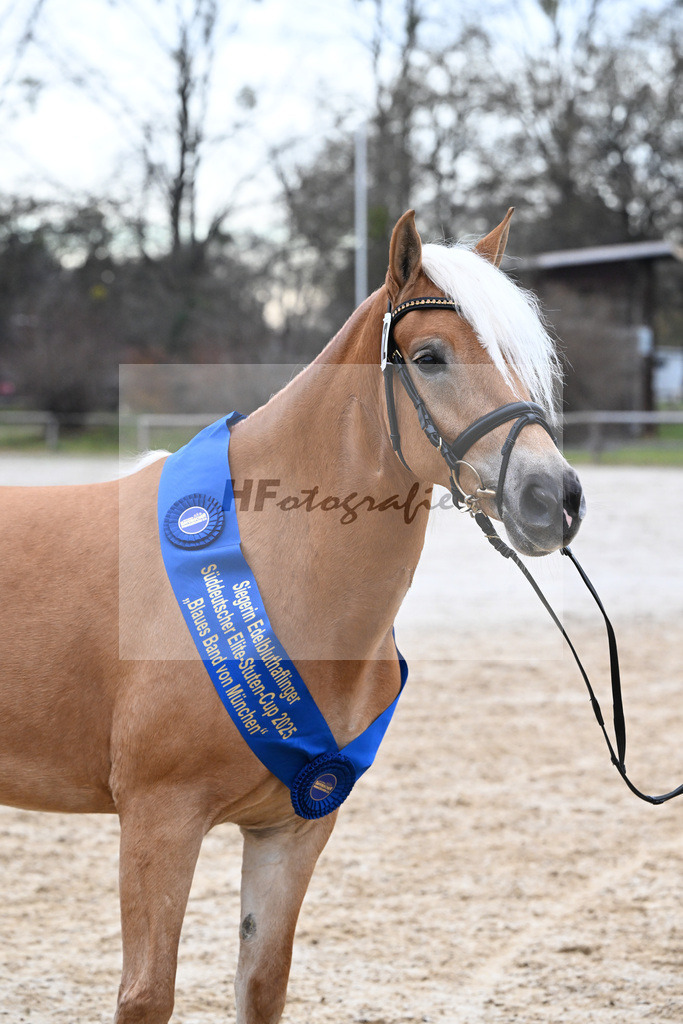 Bl. Band Kat-Nr. 12 Baghira v. Schampus_Czernoch_48251678 | hf-fotografie - Realisiert mit Pictrs.com