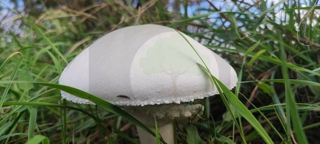 IMG_20220910_173643 | pfalznatur - Realisiert mit Pictrs.com