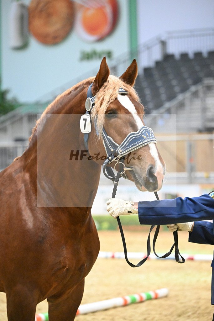 Kat-Nr. 7 Rivaldo v. Rivero_HLG Schwaiganger_1260117 | hf-fotografie - Realisiert mit Pictrs.com