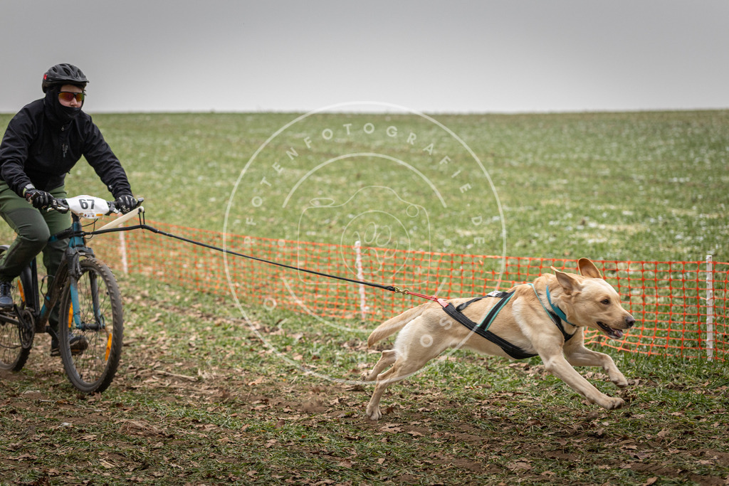 Pfotenfotografie_DV3A2969 | Hundefotografie, Tierfotograf, Pfotenfotografie, Fotoshooting Hund, Hunde Portrait, Hundesport, Hundeportraits, Heideshooting, Hunde, Sportfotograf, Hundefotograf, Turnierhundsport, THS,  - Realisiert mit Pictrs.com