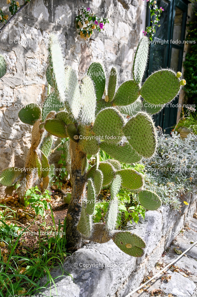 Arboretum von Trsteno_ Kroatien_ 11.10.2023-81 | 11.10.2023, Kroatien, HRV, Trsteno im Bild Arboretum, Trsteno, Hafen, Pflanzen, Brunnen, Neptunbrunnen, Wege, Palmen, Eukalyptus, Lorbeer, Kakteen, Zitrus, Oliven, Filmkulisse Game of Thrones

Das Arboretum von Trsteno befindet sich etwa 18 Kilometer nordwestlich der Stadt Dubrovnik im Sueden Kroatiens. Als einziges Arboretum an der oestlichen Adria-Kueste stellt es die aelteste Sammlung exotischer Baeume und Pflanzen des Landes dar.
Die Gartenanlage befindet sich entlang der Kuestenstraße zwischen den Ortschaften Orašac und Slano.
Quelle: Wikipedia