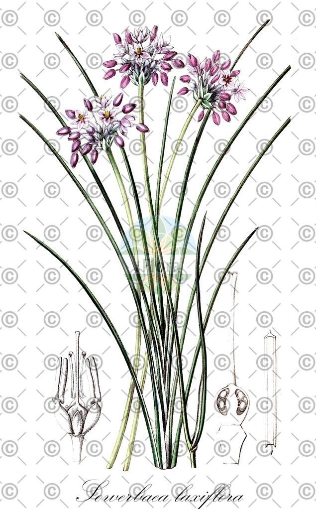 HistAbb_wfo-0001083425_1_ENZY_Simple | Historische Abbildung von Sowerbaea laxiflora - Asparagaceae | Historical Illustration of Sowerbaea laxiflora - Asparagaceae
