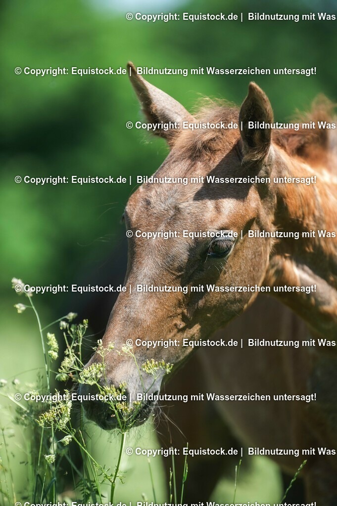 20210617_Fohlen_0114 | Foto: Thomas Hartig