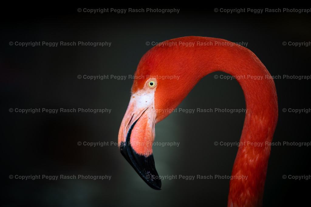 Vogelpark Niendorf (17) | PeggyRaschPhotography - Realisiert mit Pictrs.com