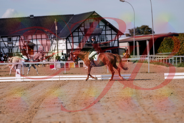 2026_10_03_Siefer-Hof_114033_Z81_82960438 | Professionelle Reitsport-, Turnier- und Eventfotografie von Robert Broda. Galerien mit ausgewählten und bearbeiteten Bildern direkt online ansehen und bestellen.