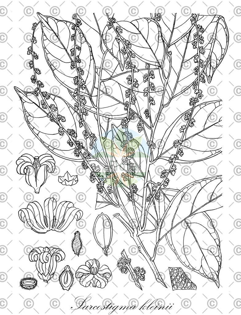 HistAbb_7PYQ2_1_ENZY_Simple | Historische Abbildung von Sarcostigma kleinii - Icacinaceae | Historical Illustration of Sarcostigma kleinii - Icacinaceae