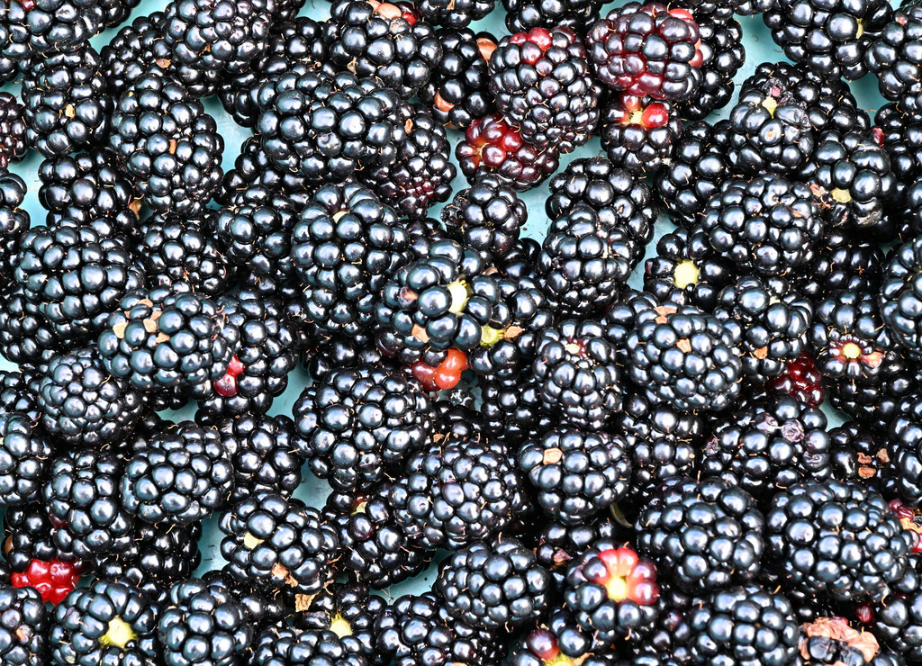 Brombeeren01-260805 | greenwatching-with-luci - Realisiert mit Pictrs.com