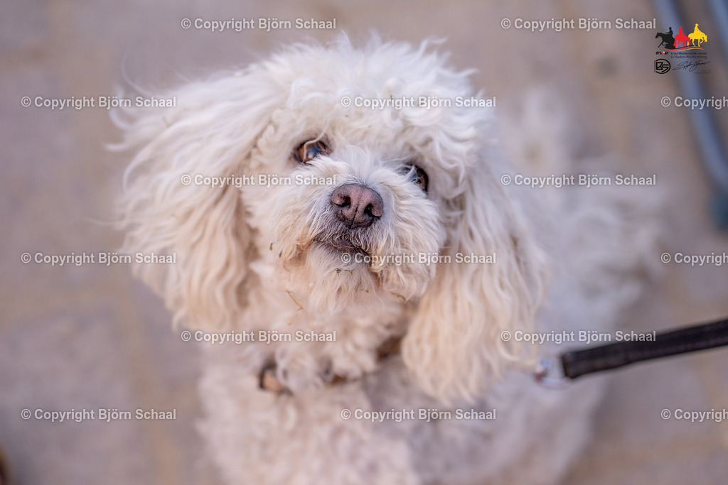 LMB04674 | BS-foto