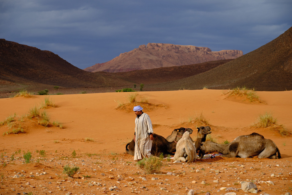 Dromedar mit Wüstenlandschaft | Marokko - November 17, 2024: Dromedar mit Dromedarführer in grandioser Wüstenlandschaft. - Realisiert mit Pictrs.com