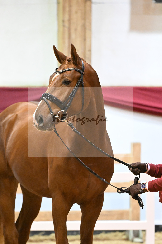 Kat-Nr. 22 Dia Corrado x Stolzenberg_Haack_47241260 | hf-fotografie - Realizzato con Pictrs.com