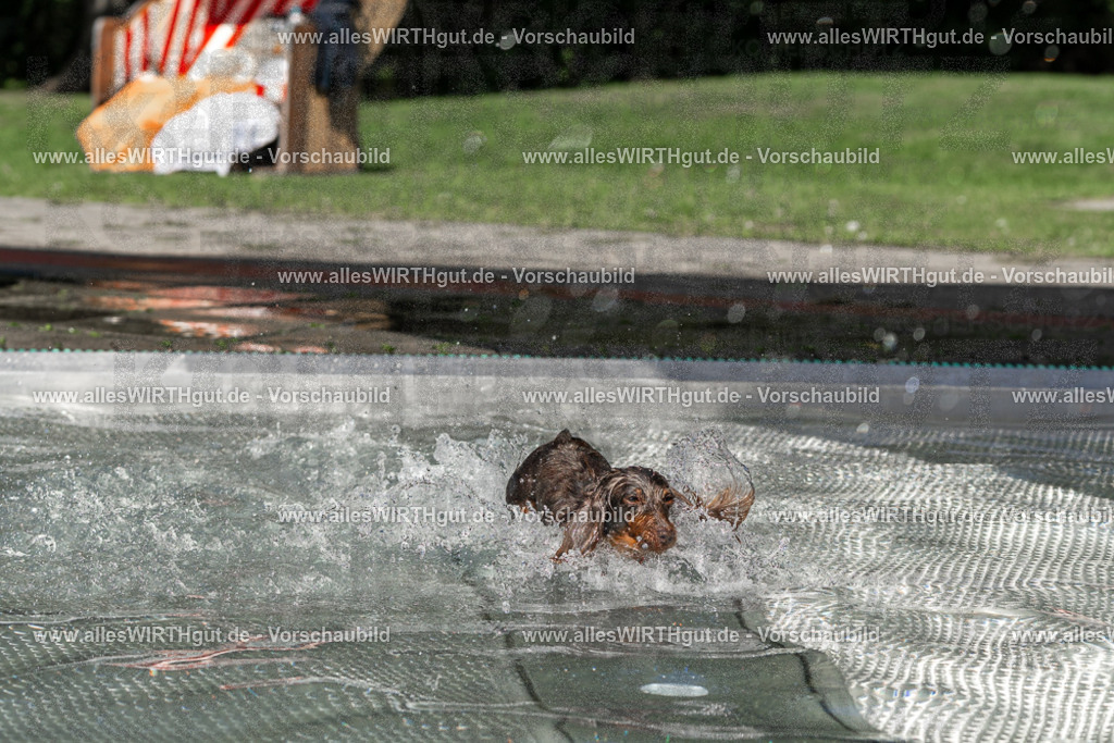 Hundeschwimmen_Volksbad_2026-allesWIRTHgut_Tierfotografie-2609061343-FAY06836 | Professionelle Tierfotografie in Mönchengladbach von Daniel Wirth (allesWIRTHgut). Liebevolle & natürliche Bilder von Hunden & Katzen für unvergessliche Erinnerungen.