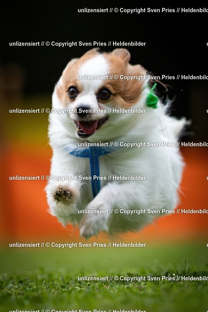 Sven Pries | 19. Allgemeines Hunderennen Karlsruhe Durlach - Realisiert mit Pictrs.com