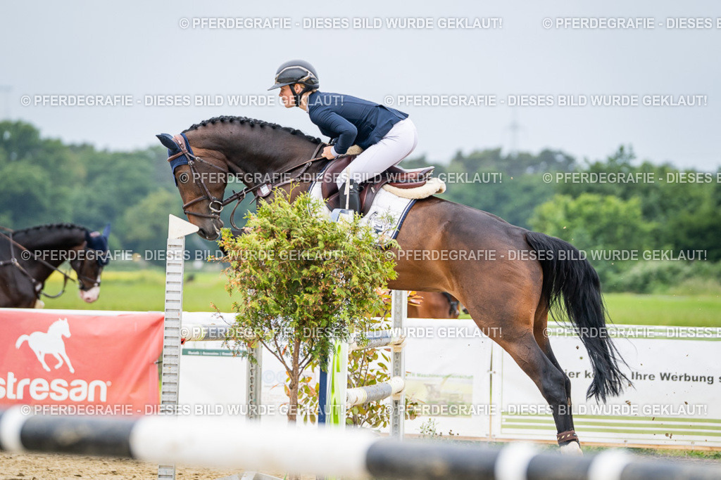 DSC02542 | Pferdegrafie