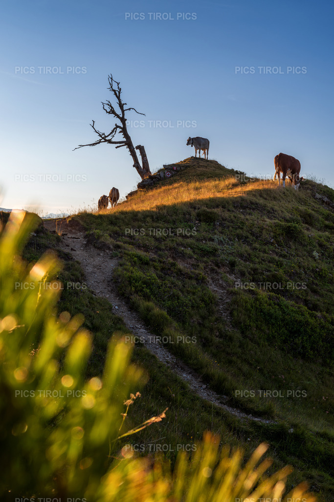 DSC_0455-Verbessert-RR-Bearbeitet | Tirolpics