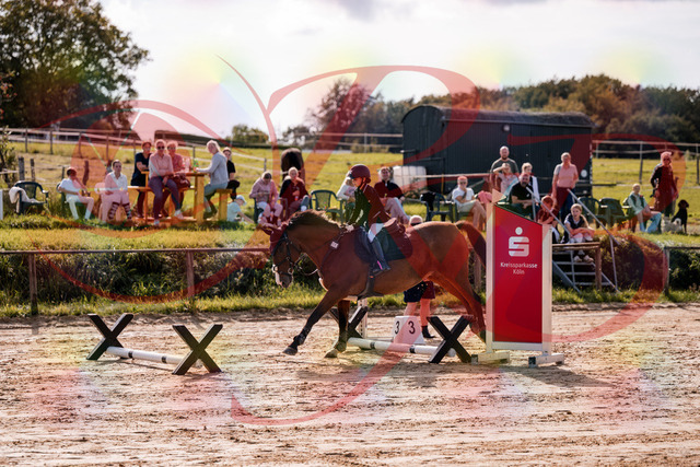 2026_10_03_Siefer-Hof_143807_Z81_07692846 | Professionelle Reitsport-, Turnier- und Eventfotografie von Robert Broda. Galerien mit ausgewählten und bearbeiteten Bildern direkt online ansehen und bestellen.