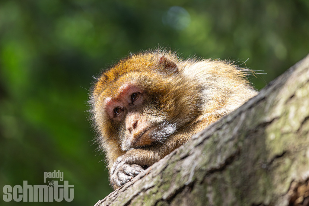 PS-Tiere-2026-37 | Entdecke die größte Bildgalerie der Region mit Fotografien aus dem Allgäu, der Bodenseeregion, Oberschwaben, dem Donautal und der Schwäbischen Alb. Landschaften, Luftaufnahmen und Reisefotografie als Wandbild und Fotokunst. - Realisiert mit Pictrs.com
