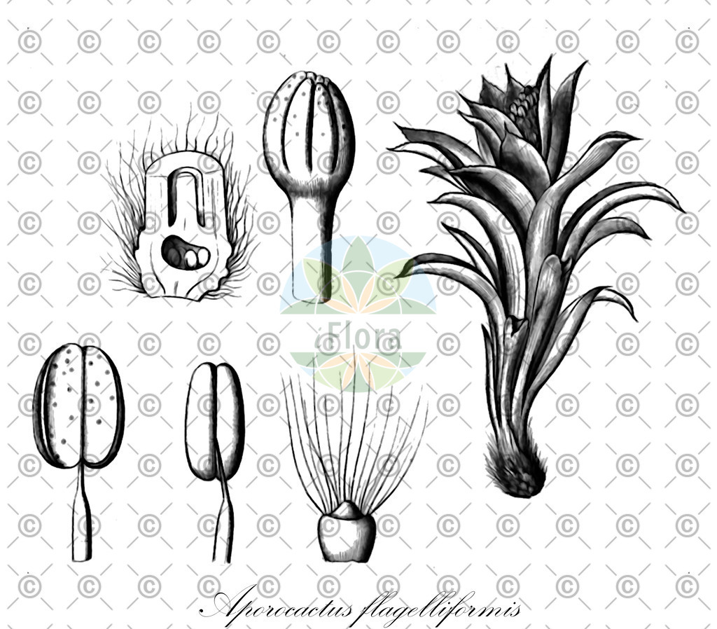 HistAbb_wfo-0000246432_1_ENZY_Simple | Historische Abbildung von Aporocactus flagelliformis - Cactaceae (Peitschenkaktus;Schlangenkaktus) | Historical Illustration of Aporocactus flagelliformis - Cactaceae