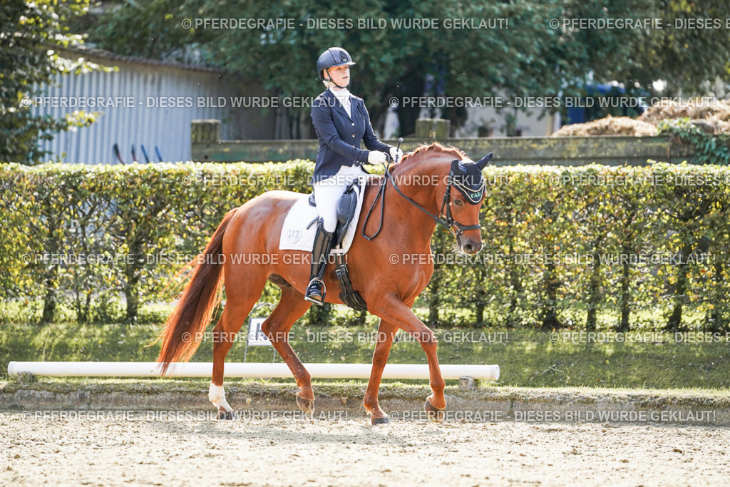 DSC07351 | Pferdegrafie