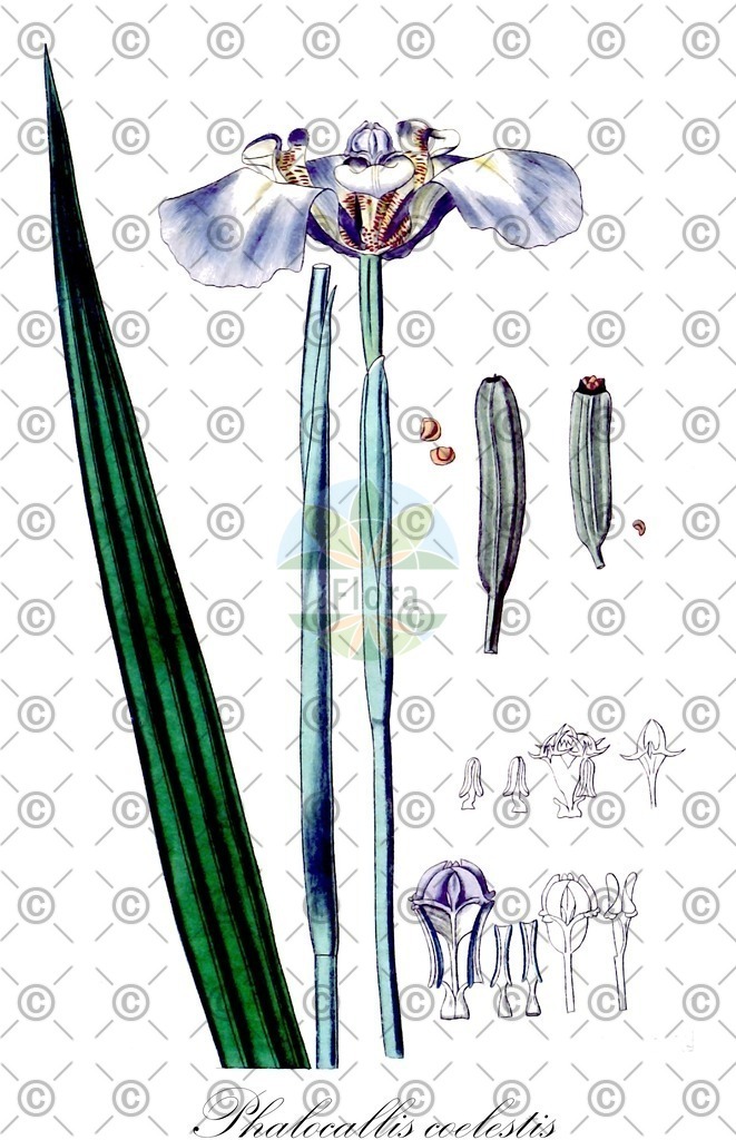 HistAbb_wfo-0000203507_2_ENZY_Simple | Historische Abbildung von Phalocallis coelestis - Iridaceae | Historical Illustration of Phalocallis coelestis - Iridaceae