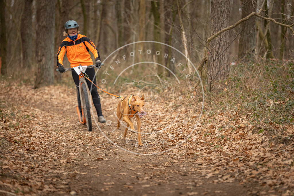 Pfotenfotografie_DV3A0760 | Hundefotografie, Tierfotograf, Pfotenfotografie, Fotoshooting Hund, Hunde Portrait, Hundesport, Hundeportraits, Heideshooting, Hunde, Sportfotograf, Hundefotograf, Turnierhundsport, THS,  - Realisiert mit Pictrs.com