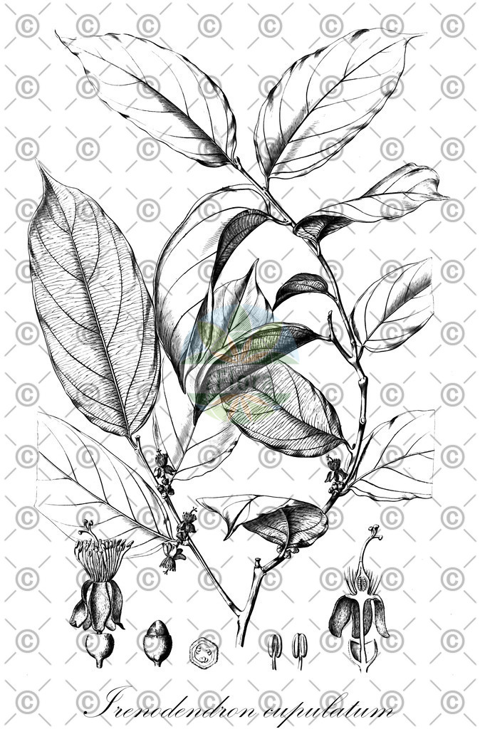 HistAbb_wfo-0000217575_1_ENZY_Simple | Historische Abbildung von Irenodendron cupulatum - Salicaceae | Historical Illustration of Irenodendron cupulatum - Salicaceae