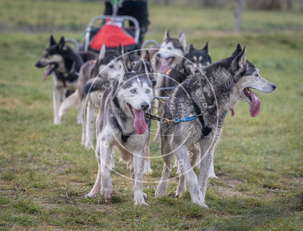 Pfotenfotografie_DV3A7028 | Hundefotografie, Tierfotograf, Pfotenfotografie, Fotoshooting Hund, Hunde Portrait, Hundesport, Hundeportraits, Heideshooting, Hunde, Sportfotograf, Hundefotograf, Turnierhundsport, THS,  - Realisiert mit Pictrs.com