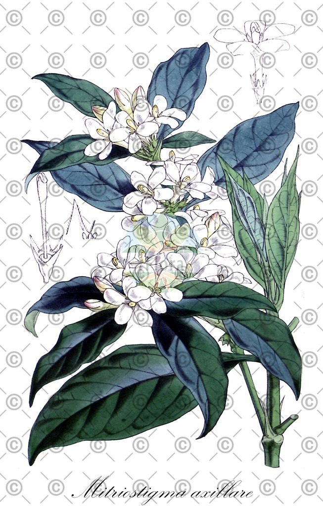 HistAbb_wfo-0001187153_1_ENZY_Simple | Historische Abbildung von Mitriostigma axillare - Rubiaceae | Historical Illustration of Mitriostigma axillare - Rubiaceae