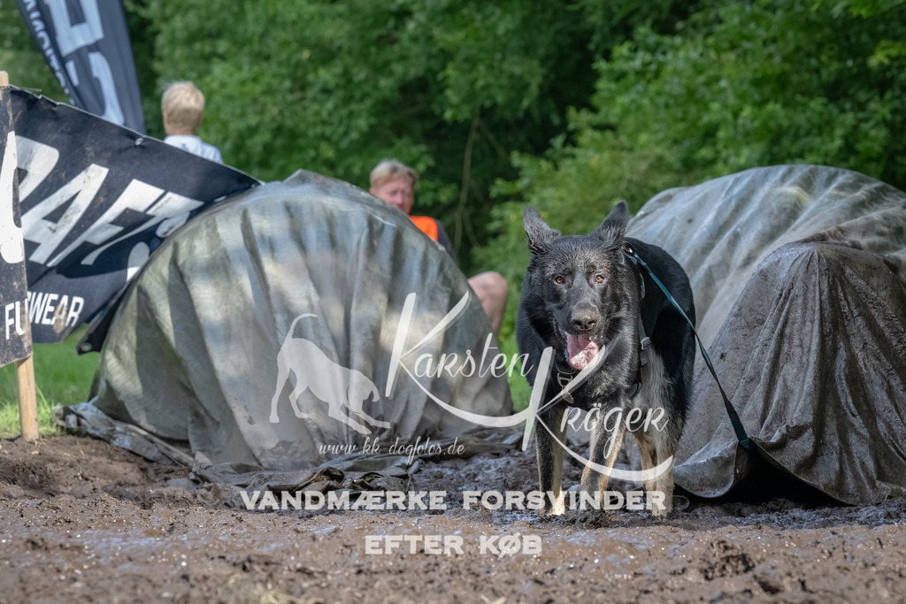 1709_ZZ91337-Bearbeitet | kk-dogfotos
