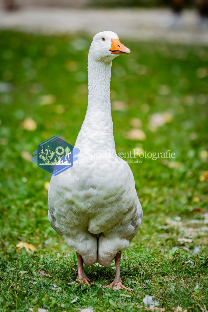 IMG_2764 | SportEventFotografie - Roman Stoiber