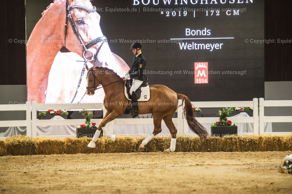 20240302_Hengstvorstellung_Marbach_TOMsPiC_0560 | equistock
