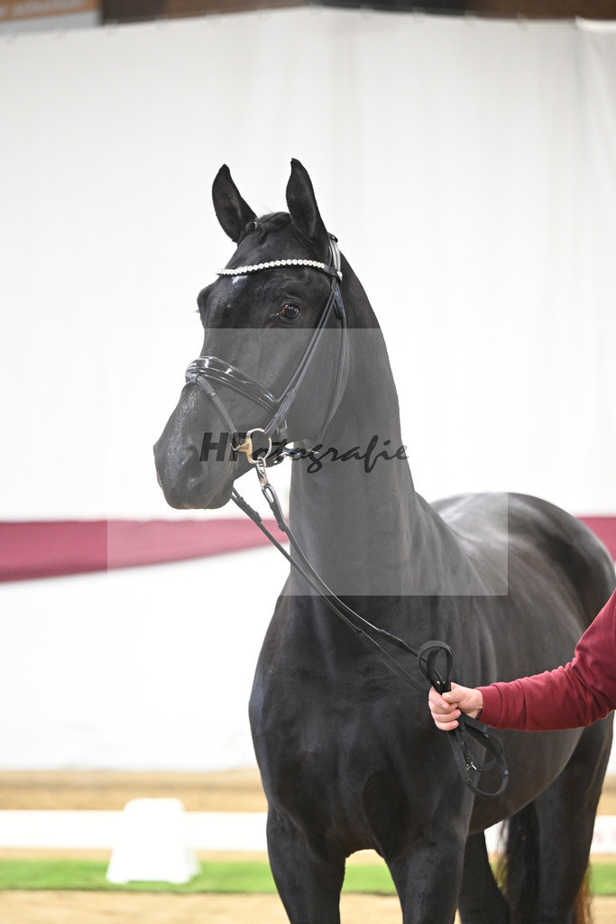 Kat-Nr. 110 Fanegro x Bon Coeur_ZG Schulze-Averdiek_47253485 | hf-fotografie - Realisiert mit Pictrs.com