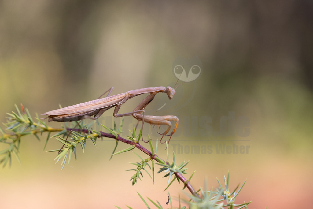 20221004142627 | Die Europäische Gottesanbeterin (Mantis religiosa), auch als Gemeine Gottesanbeterin oder nur als Gottesanbeterin bezeichnet, ist die einzige in Mitteleuropa vorkommende Vertreterin der Ordnung der Fangschrecken (Mantodea) und zählt innerhalb dieser Ordnung zur Familie der Mantidae. - Realisiert mit Pictrs.com