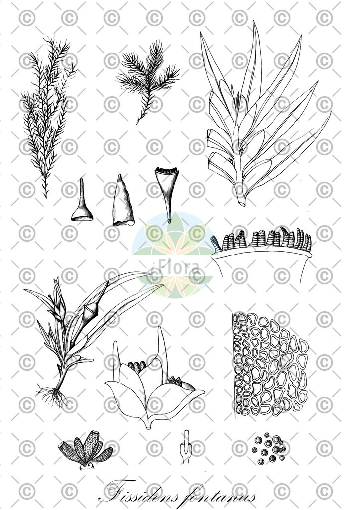 HistAbb_wfo-0001181871_1_ENZY_Simple | Historische Abbildung von Fissidens fontanus - Fissidentaceae | Historical Illustration of Fissidens fontanus - Fissidentaceae
