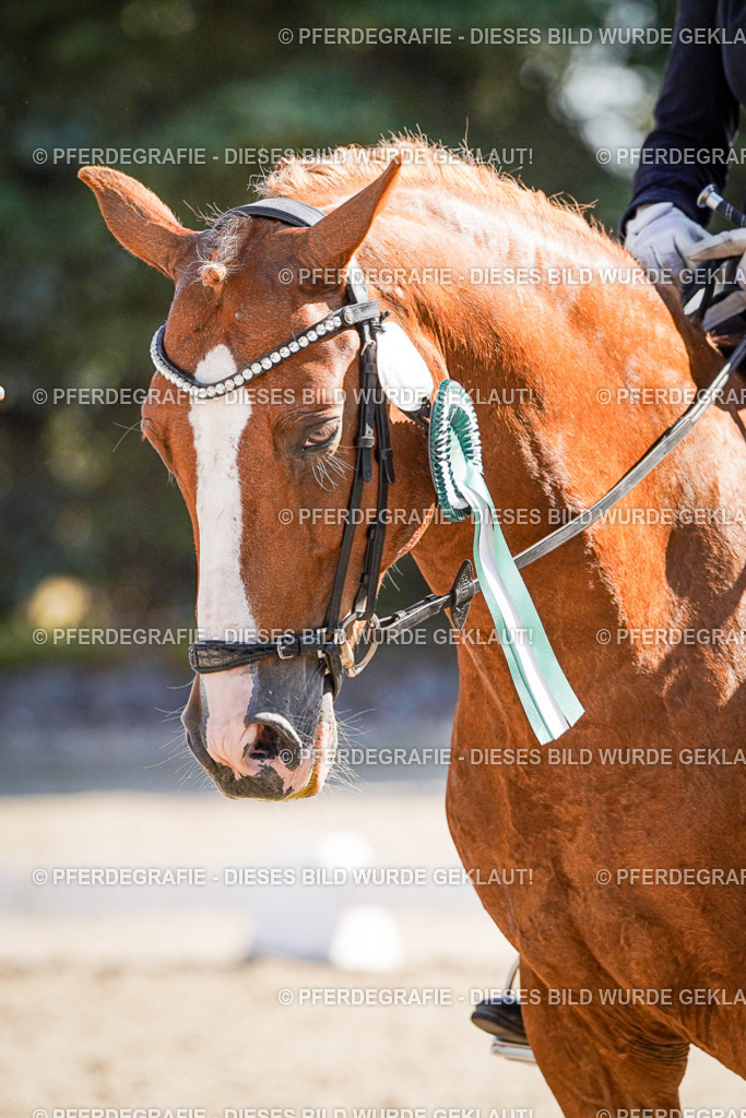 DSC00165 | Pferdegrafie