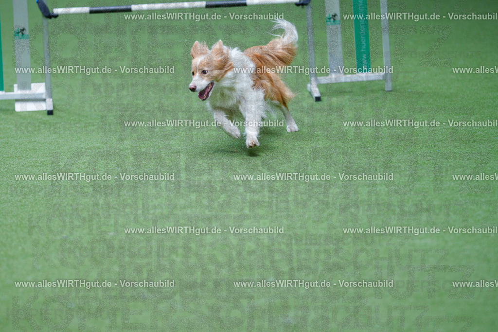 @allesWIRTHgut_Tierfotografie - www.allesWIRTHgut.de - 2604261004-7R508344 | Professionelle Tierfotografie in Mönchengladbach von Daniel Wirth (allesWIRTHgut). Liebevolle & natürliche Bilder von Hunden & Katzen für unvergessliche Erinnerungen.