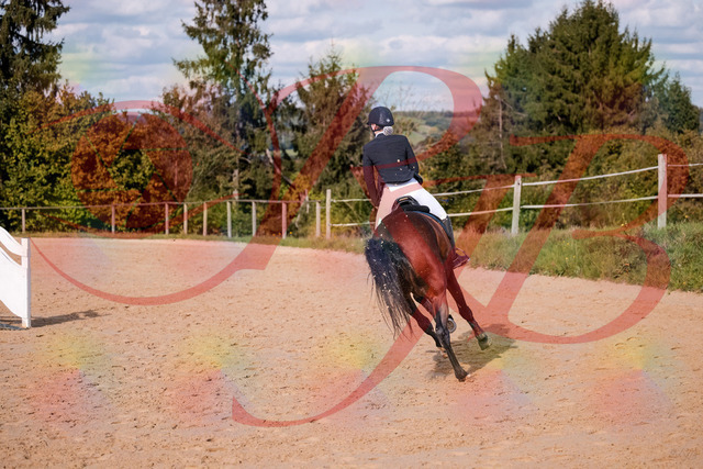 2026_10_03_Siefer-Hof_154120_Z81_57809846 | Professionelle Reitsport-, Turnier- und Eventfotografie von Robert Broda. Galerien mit ausgewählten und bearbeiteten Bildern direkt online ansehen und bestellen.
