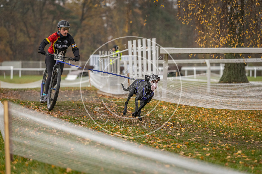 CaniXpix_DV3A7857 | Hundefotografie, Tierfotograf, Pfotenfotografie, Fotoshooting Hund, Hunde Portrait, Hundesport, Hundeportraits, Heideshooting, Hunde, Sportfotograf, Hundefotograf, Turnierhundsport, THS,  - Realisiert mit Pictrs.com