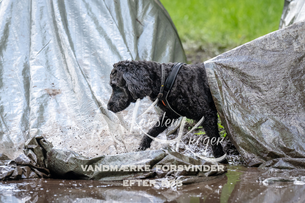 1226_ZZ92251 | kk-dogfotos