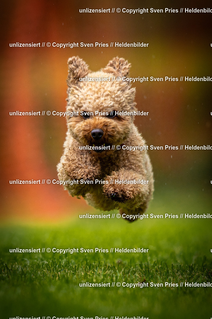 Sven Pries | 2025-09-21 - Hunderennen Baden-Oos - Realisiert mit Pictrs.com