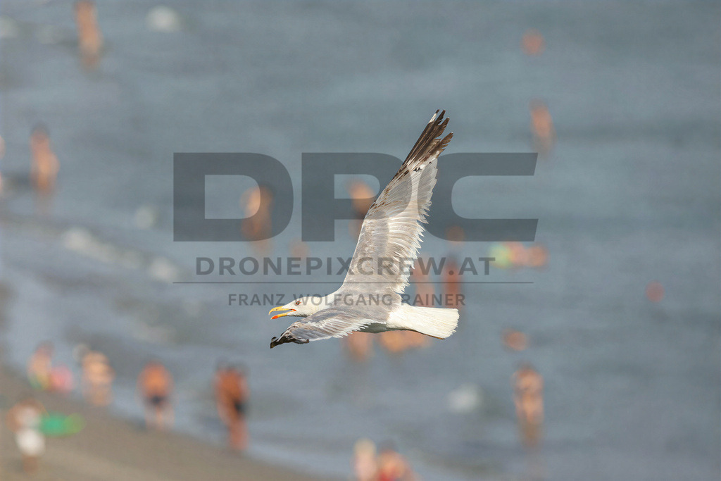 Yellow-legged Gull (Larus michahellis) | Yellow-legged Gull (Larus michahellis), a large gull species commonly found along Mediterranean coasts, rocky shorelines, harbours and coastal areas. - Realisiert mit Pictrs.com