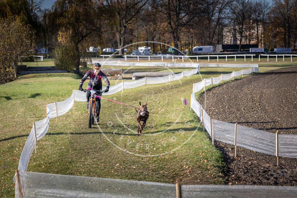 CaniXpix_DV3A4131 | Hundefotografie, Tierfotograf, Pfotenfotografie, Fotoshooting Hund, Hunde Portrait, Hundesport, Hundeportraits, Heideshooting, Hunde, Sportfotograf, Hundefotograf, Turnierhundsport, THS,  - Realisiert mit Pictrs.com