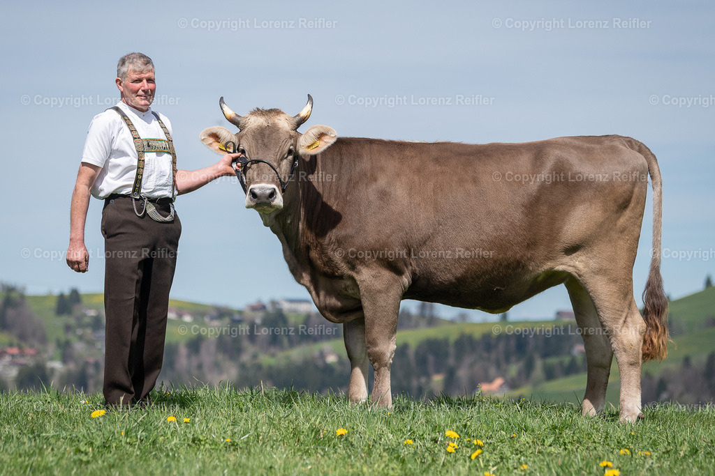 Schwingen -  Lebendpreise Schwägalp 2025 | Schwägalp, 19.4.25, Schwingen - Lebendpreise Schwägalp.