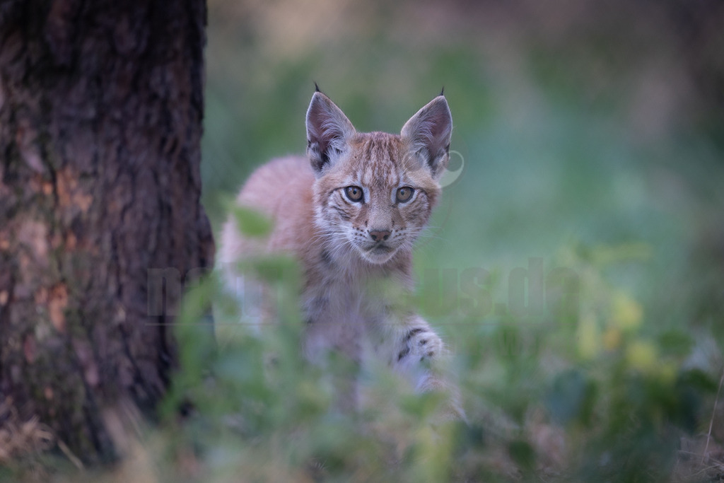 20220820174232 | Ein junger Luchs (Lynx lynx) mit seinem charakteristischen gefleckten Fell und den spitzen Ohren mit schwarzen Haarbüscheln blickt direkt in die Kamera. Er steht im grünen Unterholz eines Waldes, wobei ein dunkler Baumstamm auf der linken Seite des Bildes zu sehen ist. Der Hintergrund ist unscharf und zeigt weitere grüne und braune Farbtöne des Waldes. Das Tier wirkt aufmerksam und neugierig. - Realisiert mit Pictrs.com