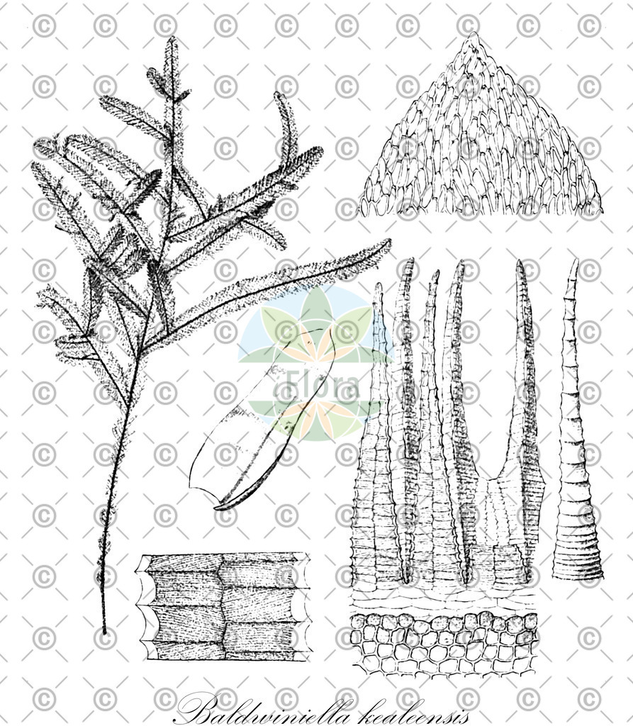 HistAbb_wfo-0000558784_1_ENZY_Simple | Historische Abbildung von Baldwiniella kealeensis - Neckeraceae | Historical Illustration of Baldwiniella kealeensis - Neckeraceae