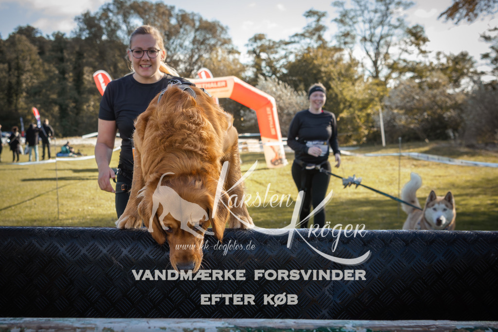 1229_ZZ96588-2 | kk-dogfotos