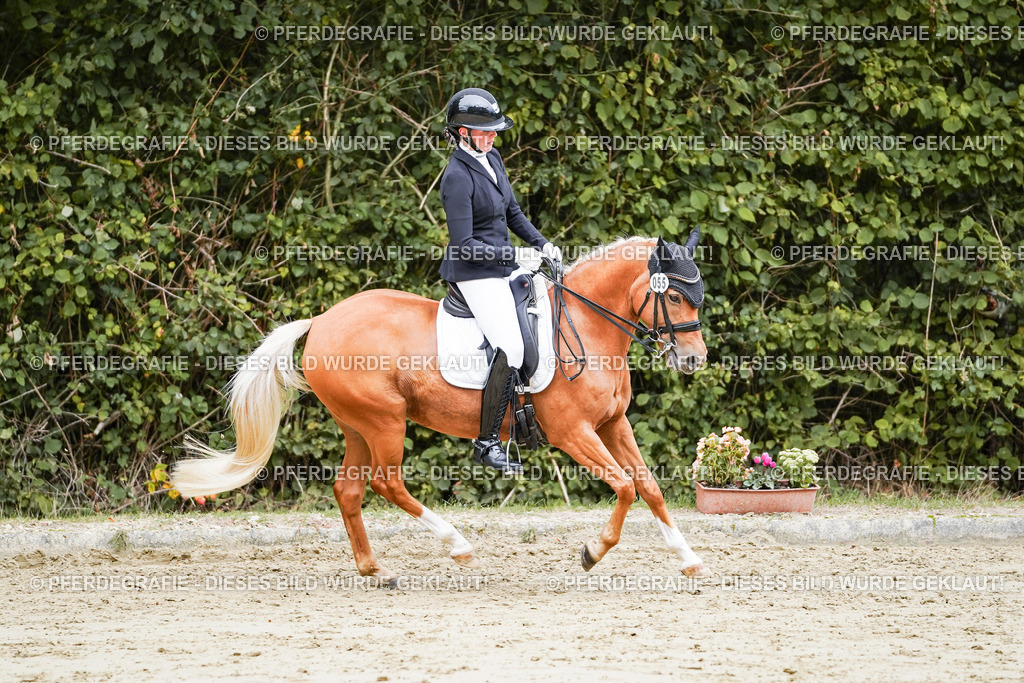 DSC04207 | Pferdegrafie